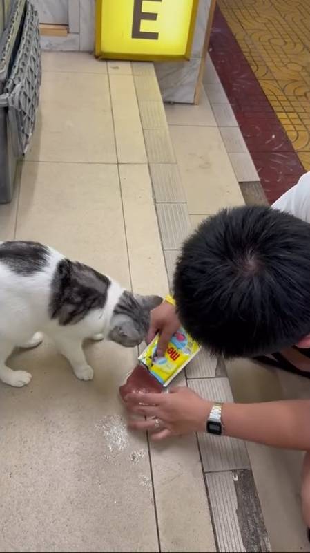 แมวไทย