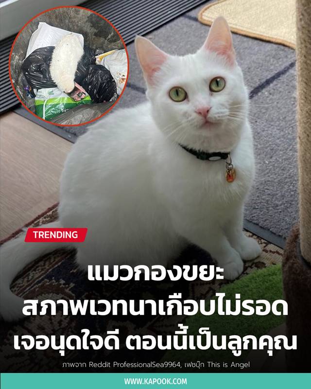 เจ้าเหมียวกองขยะ