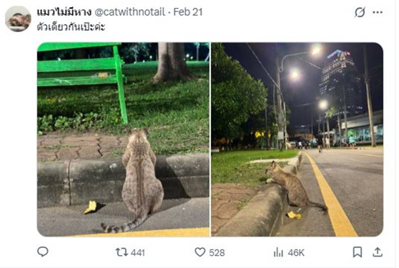 แมวสวนลุม