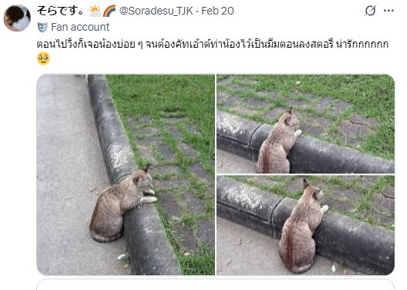 แมวสวนลุม