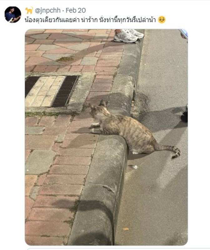 แมวสวนลุม