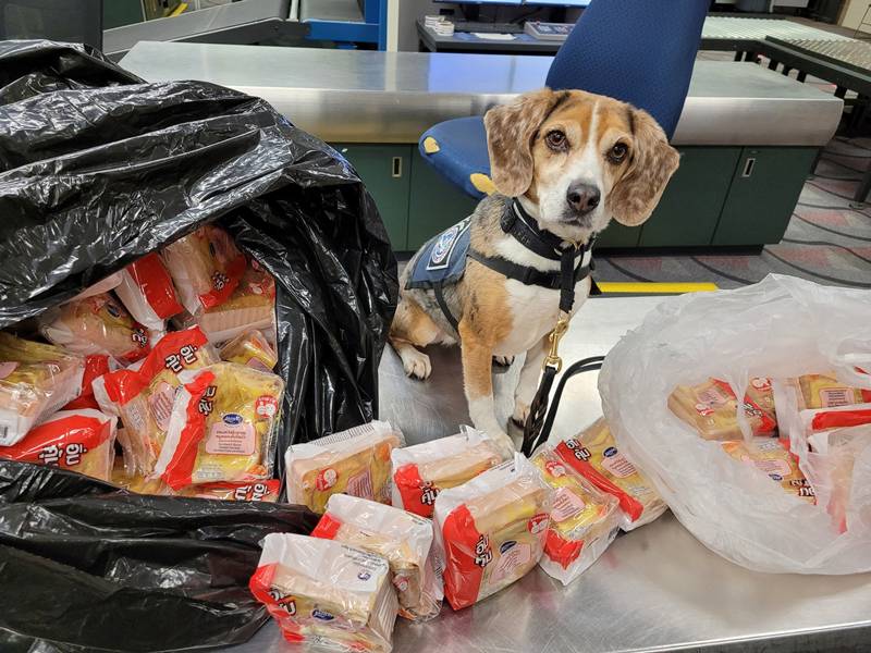 สุนัขตรวจค้น