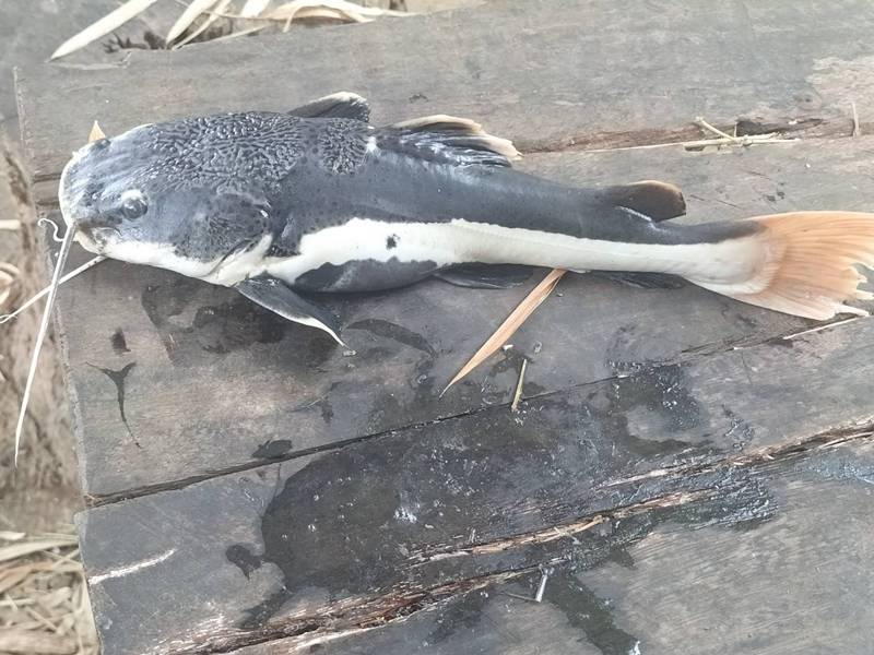 ปลาเรดเทลแคทฟิช