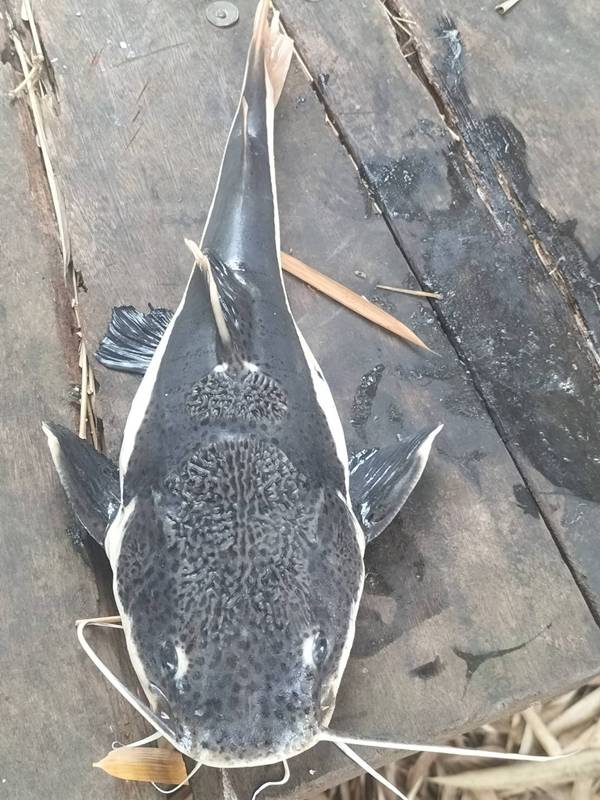 ปลาเรดเทลแคทฟิช