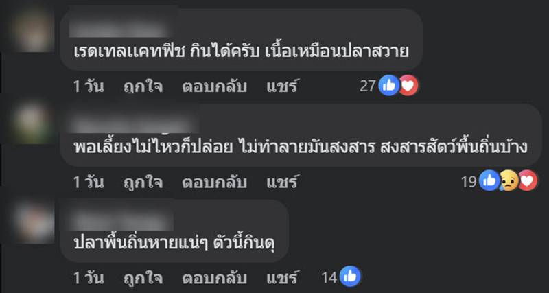 ปลาเรดเทลแคทฟิช