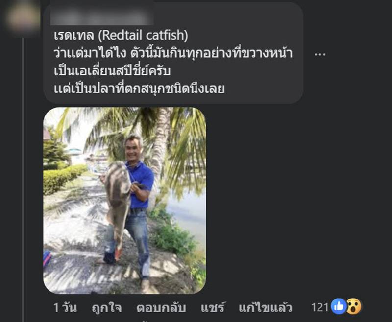 ปลาเรดเทลแคทฟิช