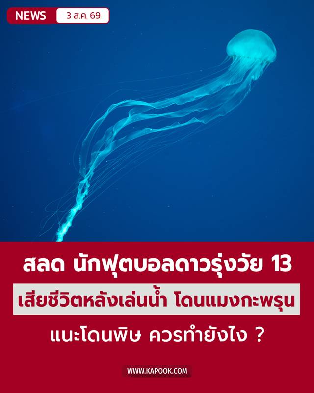 แมงกะพรุนกล่อง