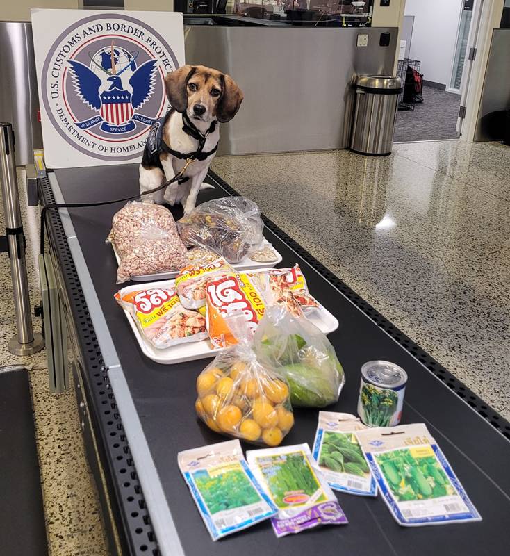 ผลงาน K9 โคโค่