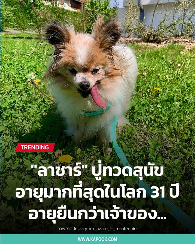 ลาซาร์ สุนัขปู่ทวด