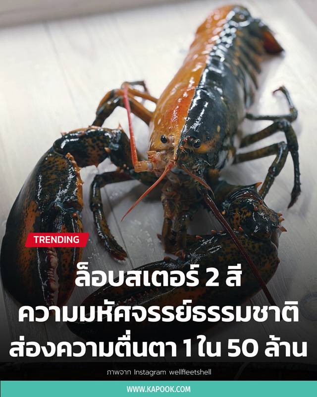 ล็อบสเตอร์สองสี