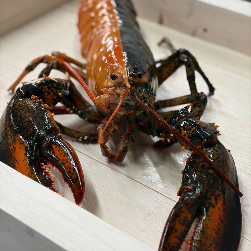 ล็อบสเตอร์สองสี