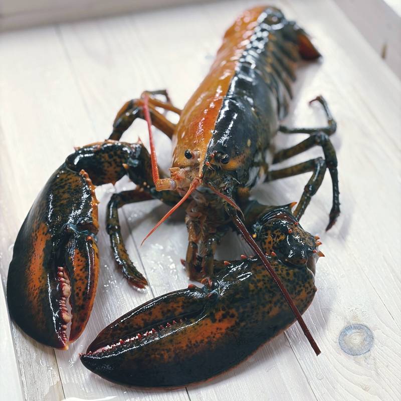ล็อบสเตอร์สองสี
