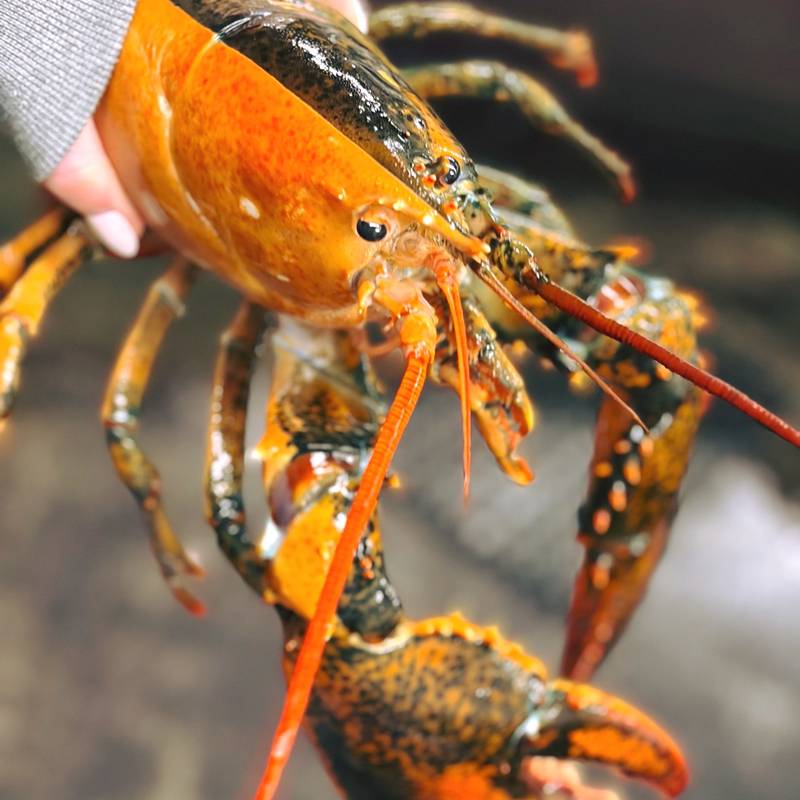 ล็อบสเตอร์สองสี