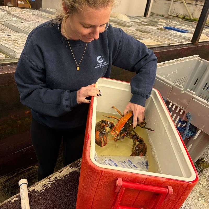 ล็อบสเตอร์สองสี