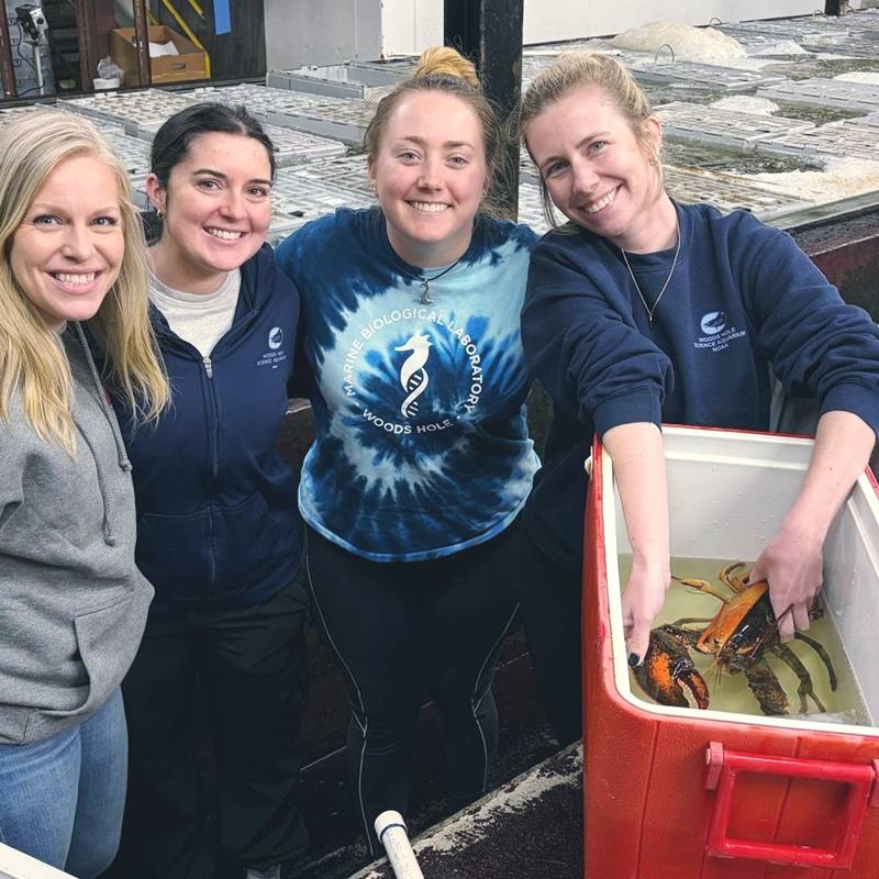 ล็อบสเตอร์สองสี