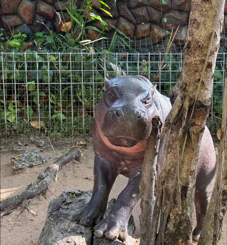 ดราม่า หมูเด้ง เขาเขียว