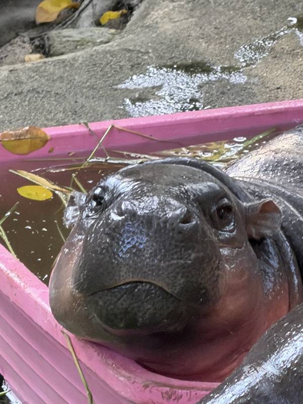 ดราม่า หมูเด้ง เขาเขียว