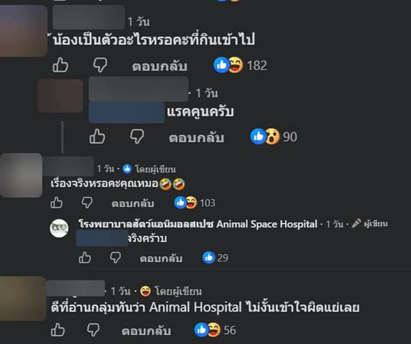 แรคคูน