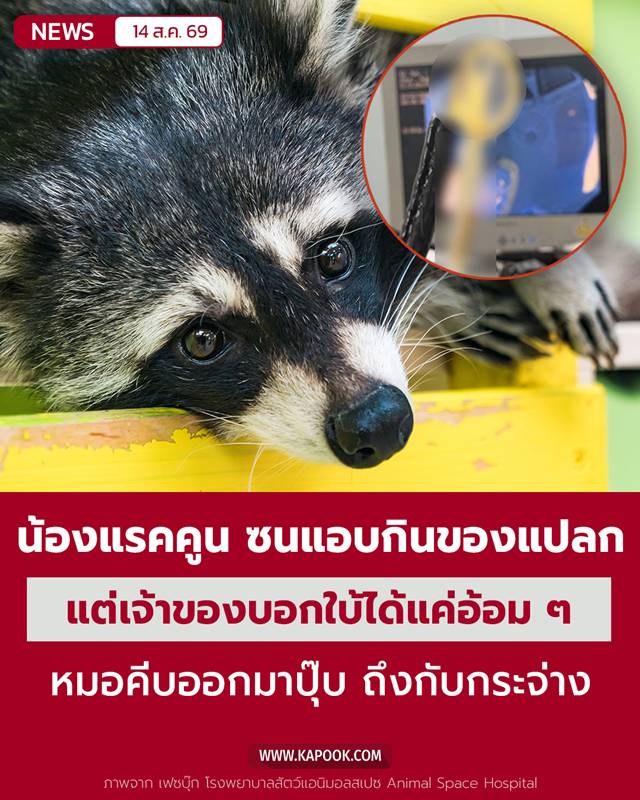 แรคคูน