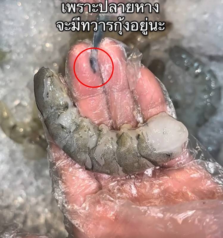 หางกุ้งมีอะไร