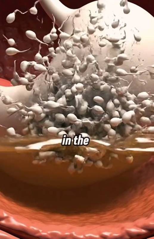 กลืนน้ำอสุจิเข้าท้องจะเกิดอะไรขึ้น