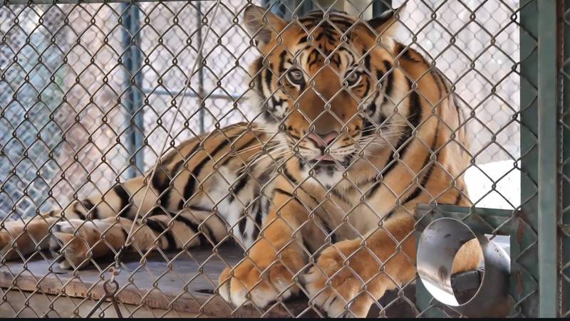 โรคไข้หัดสุนัขในเสือ