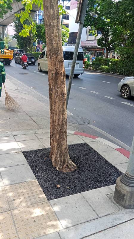 ราดยางมะตอยที่โคนต้นไม้