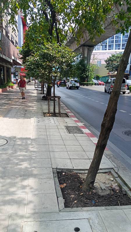 ราดยางมะตอยที่โคนต้นไม้