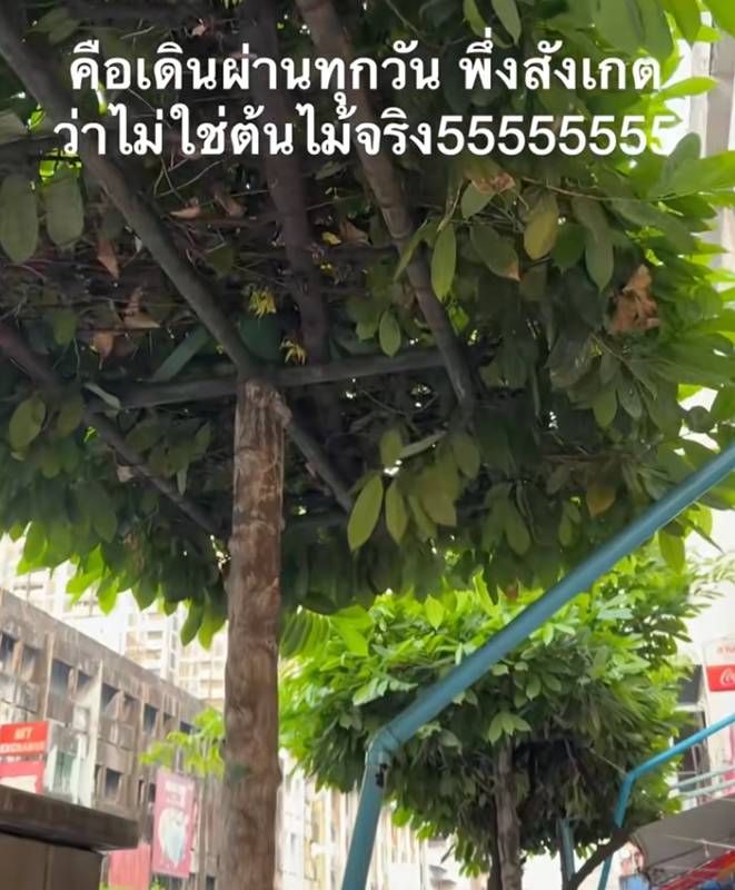 ต้นไม้ กทม.