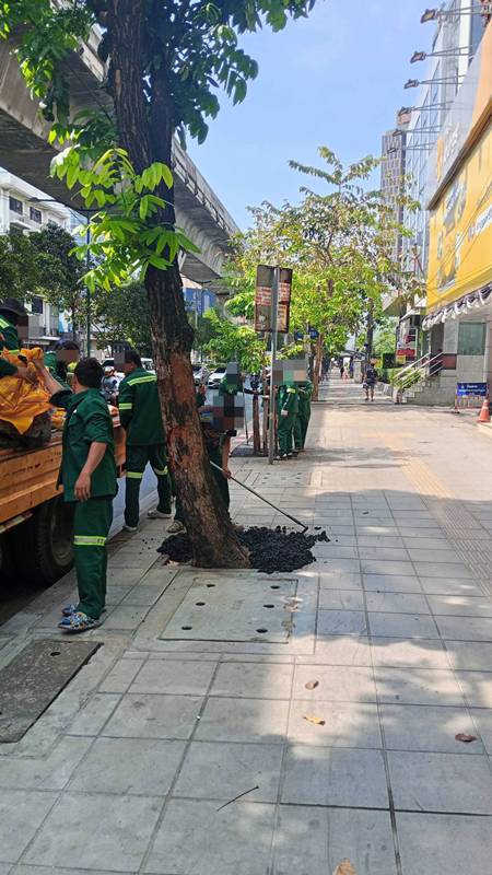 ราดยางมะตอยที่โคนต้นไม้