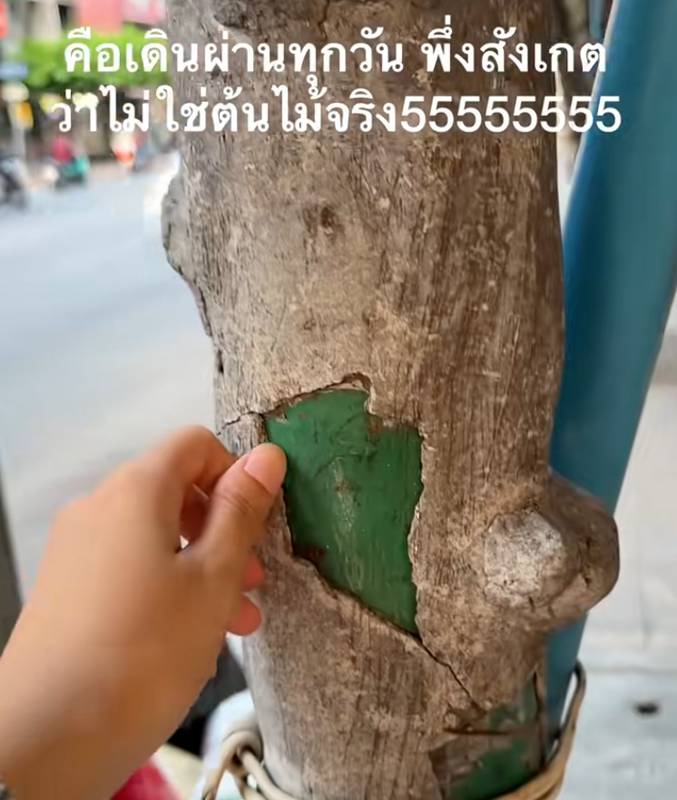 ต้นไม้ กทม.