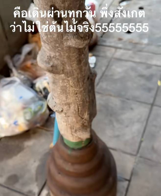 ต้นไม้ กทม.