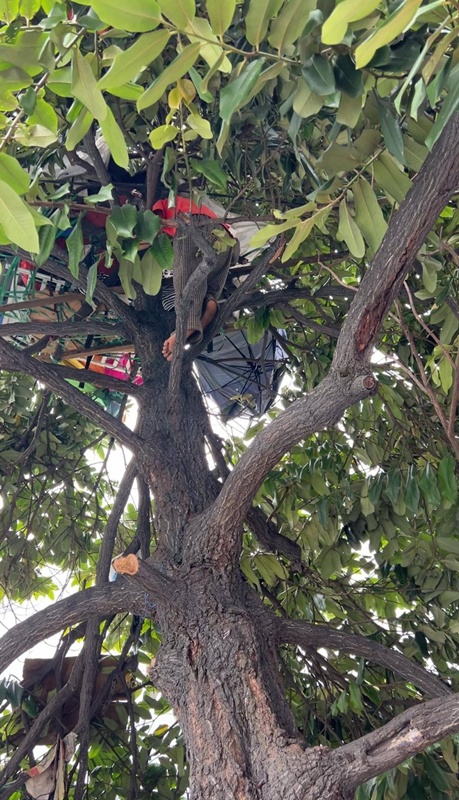 หนุ่มไม่มีเงินเช่าห้อง อาศัยบนต้นไม้