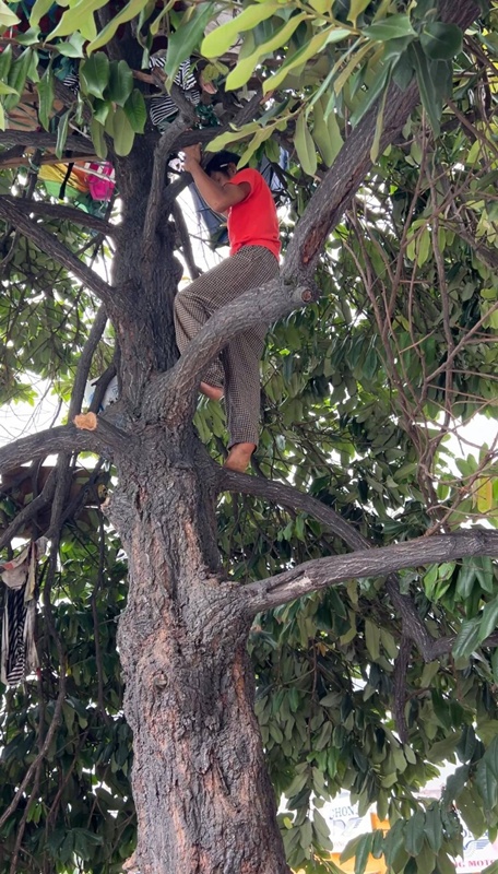 หนุ่มไม่มีเงินเช่าห้อง อาศัยบนต้นไม้