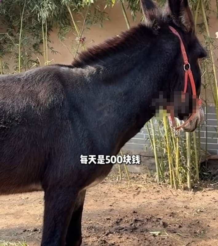 หมู่บ้านโบราณ 600 ปี กลายเป็นที่ถ่ายละครแนวตั้ง