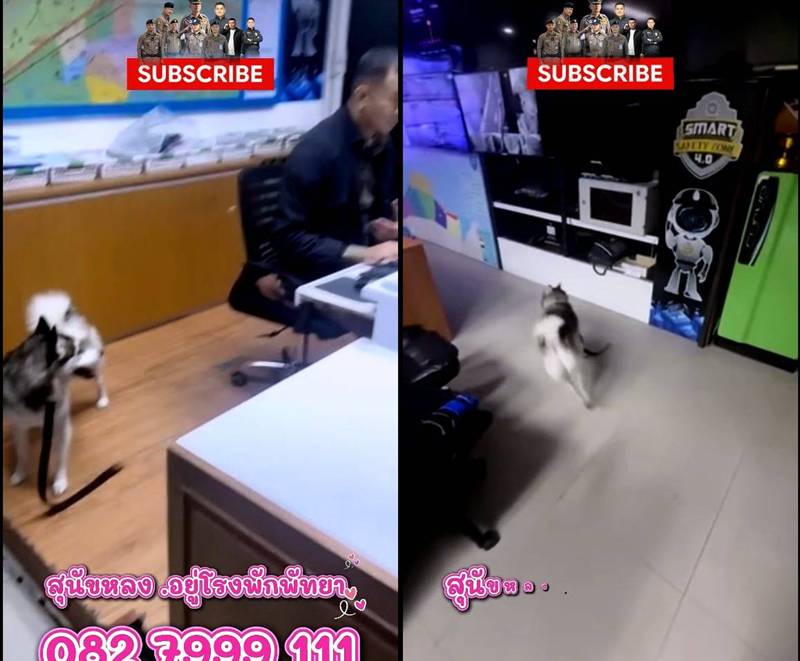 ไซบีเรียน