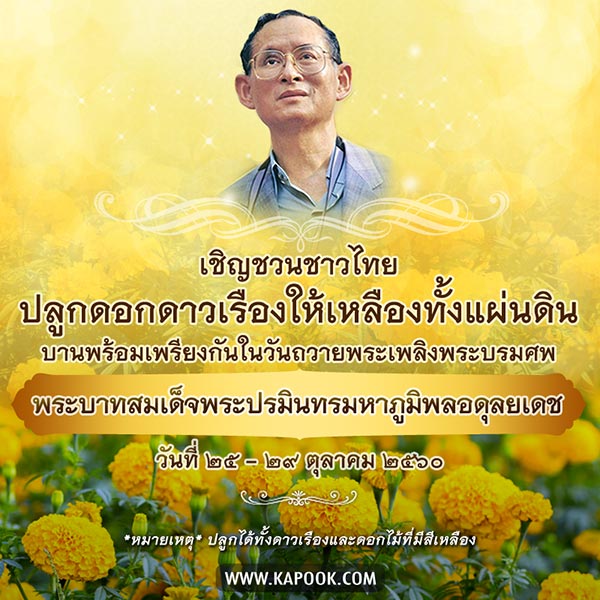 ปลูกดอกดาวเรือง