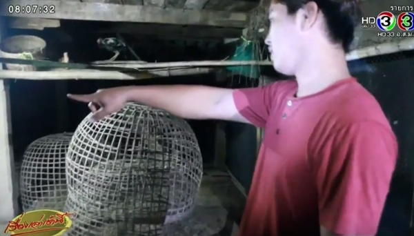 อยุธยาผวา ไก่ถูกกัดตายหลายร้อยตัว 