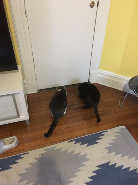 ผีอาฆาต