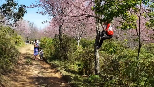 นักท่องเที่ยวปีนต้นพญาเสือโคร่ง 