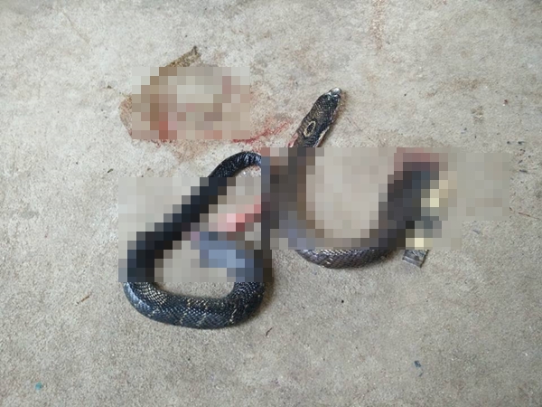 สุนัขกัดงูเห่า