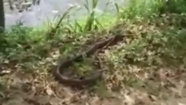 พ่อใจเด็ดฆ่างูจงอางด้วยมือเปล่า