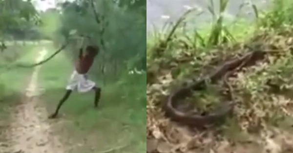 พ่อใจเด็ดฆ่างูจงอางด้วยมือเปล่า