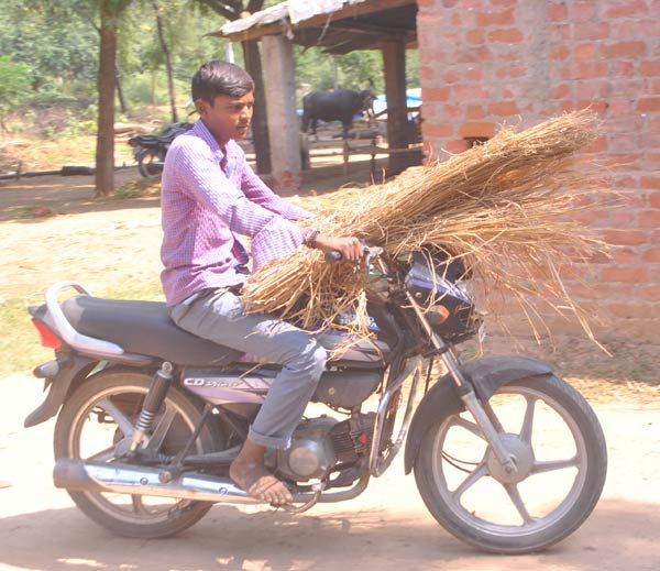 อาปิต โกฮิล