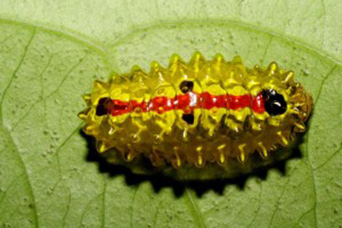 หนอนเพชร
