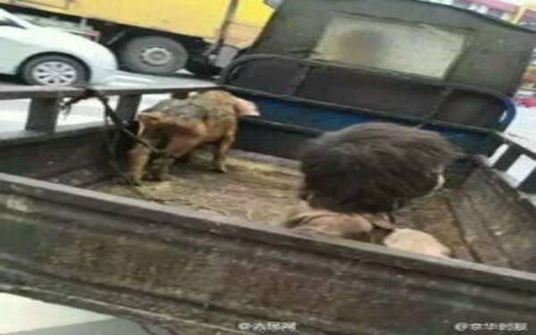 รุดช่วยเด็กชาย 7 ขวบ ใช้ชีวิตในคอกหมูเหม็นโฉ่นานนับปี