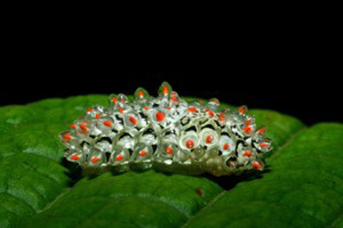 หนอนเพชร