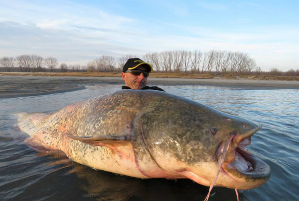 นักตกปลาจับปลาดุกยักษ์ตัวเบ้ง หนักกว่า 130 กก.