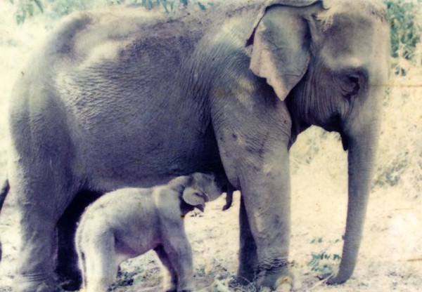 อบอุ่นจัง ชมความผูกพันของช้างแม่ลูก ติดหนึบสุด ๆ หลังพรากกัน 3 ปี