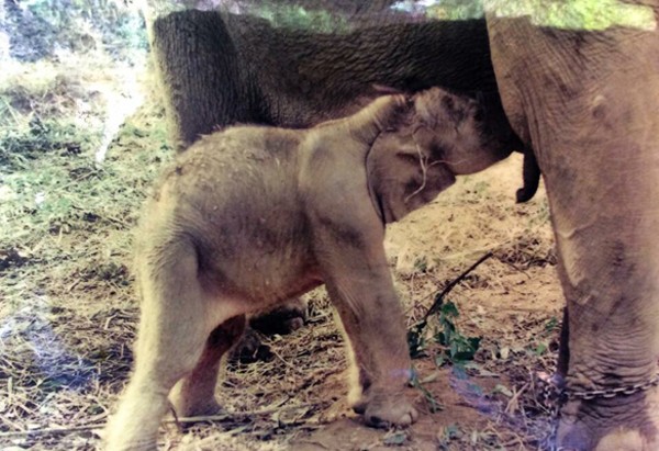 อบอุ่นจัง ชมความผูกพันของช้างแม่ลูก ติดหนึบสุด ๆ หลังพรากกัน 3 ปี